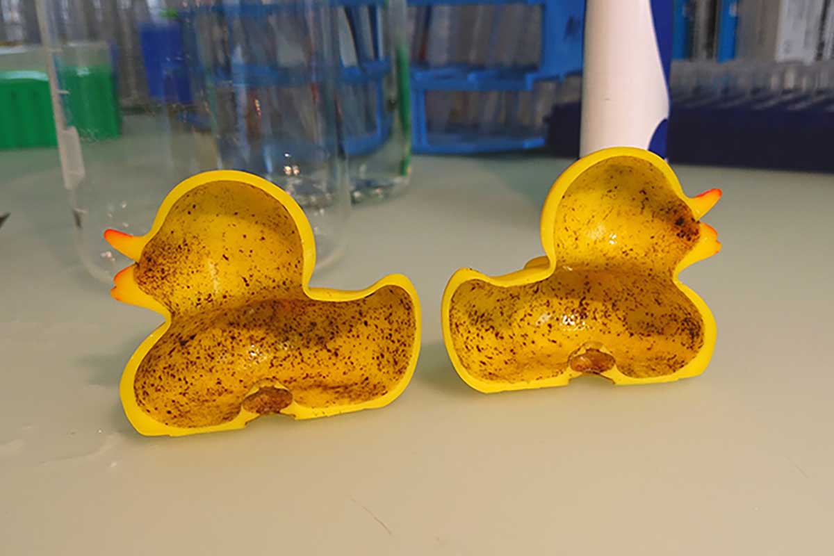 Paperelle e giochi per il bagnetto possono diventare ricettacolo di funghi  e batteri. L'allarme in uno studio - greenMe