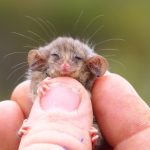 piccoli opossum