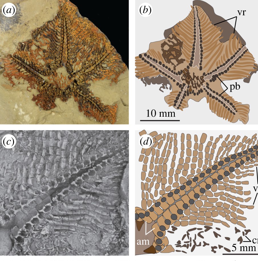 Fossile-stella-marina