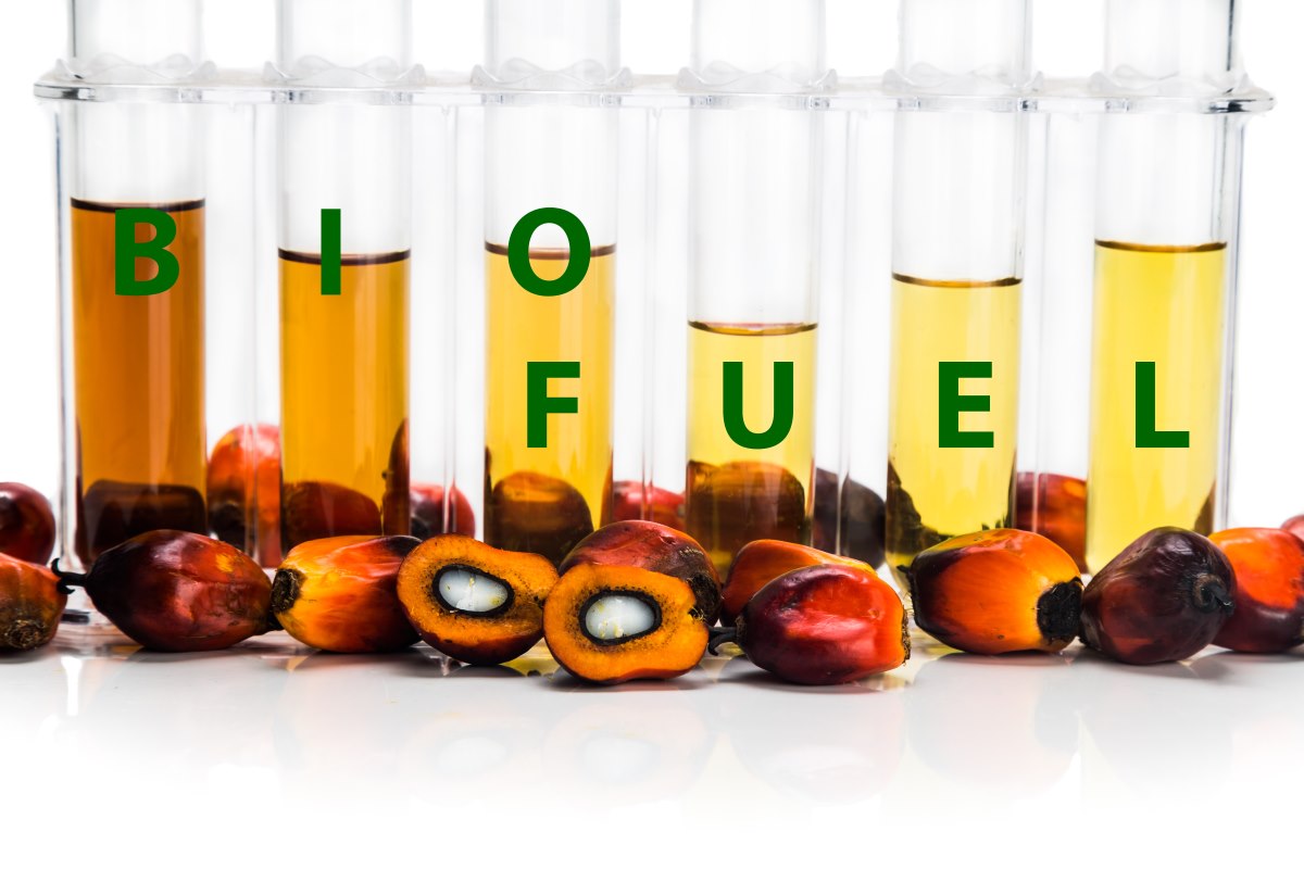 biocarburante olio palma