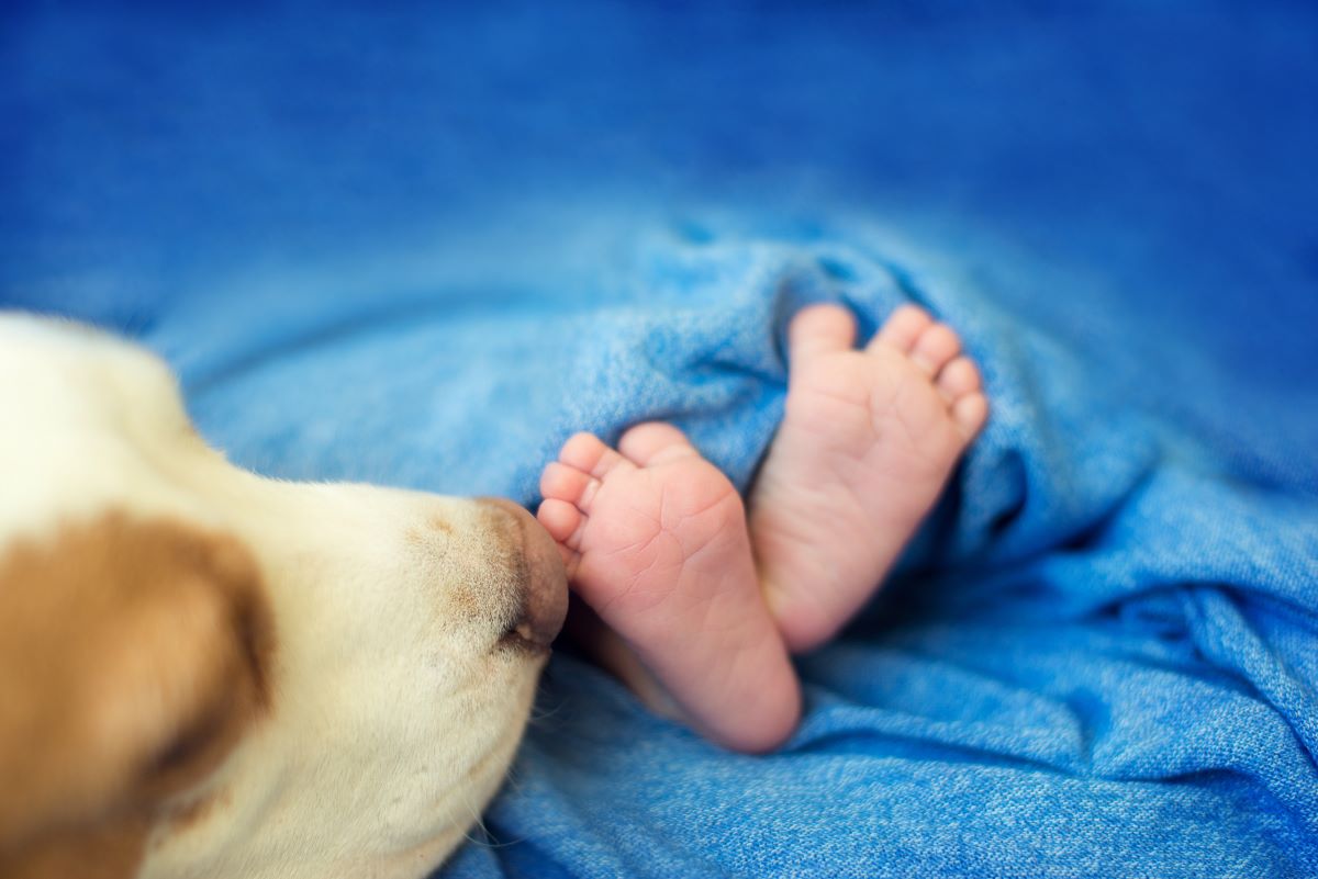 cane e neonato