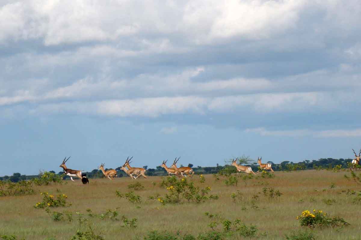 cane insegue Antilope cervicapra