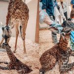 cucciolo giraffa zoo nashville