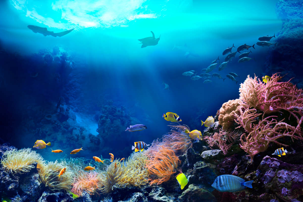 ecosistema-oceano