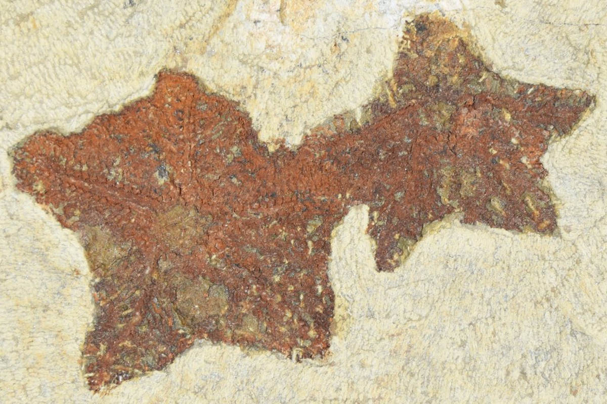 fossile-stella-marocco