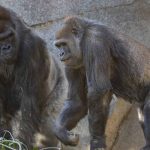 gorilla zoo san diego