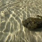 Pesce pietra Australia