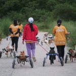 rifugio cani thailandia