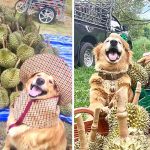 golden-retriever-durian