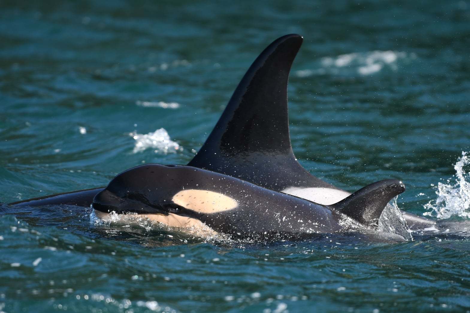 orca-cucciolo-L125