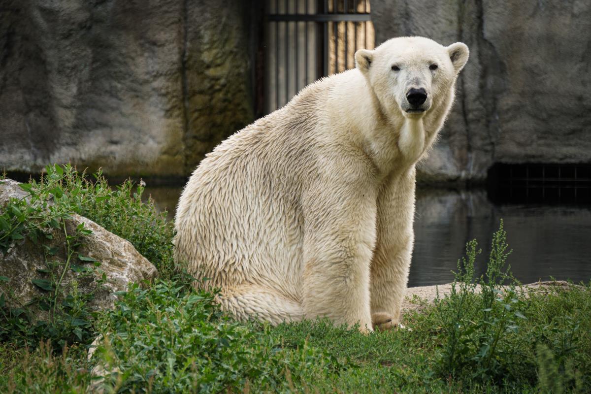 orso polare zoo