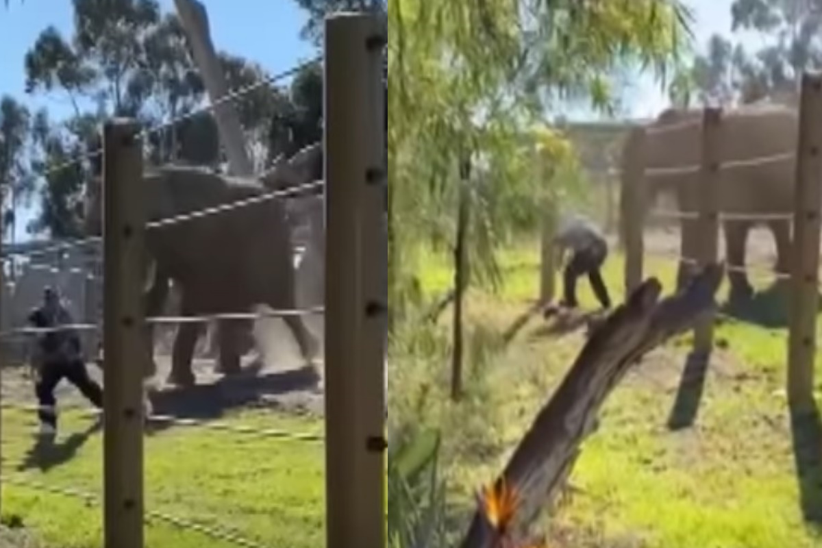 Elefante zoo San Diego