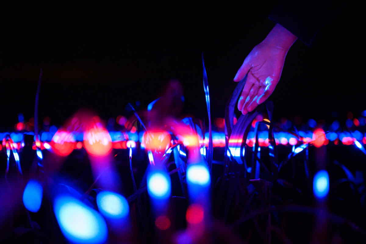 Sembra uno spettacolo d'arte, ma queste luci danzanti riducono l'uso di  pesticidi del 50% - greenMe