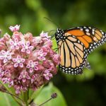 farfalla-monarca