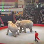 lotta elefanti circo russia