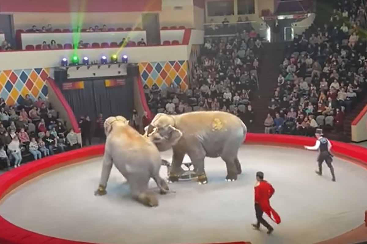 lotta elefanti circo russia