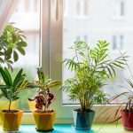 piante d'appartamento facili