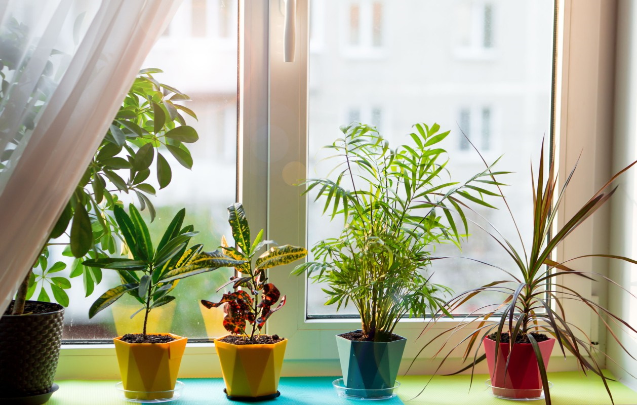 piante d'appartamento facili