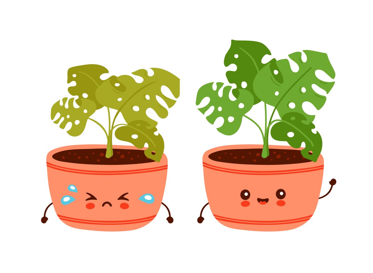 illustrazione-piante