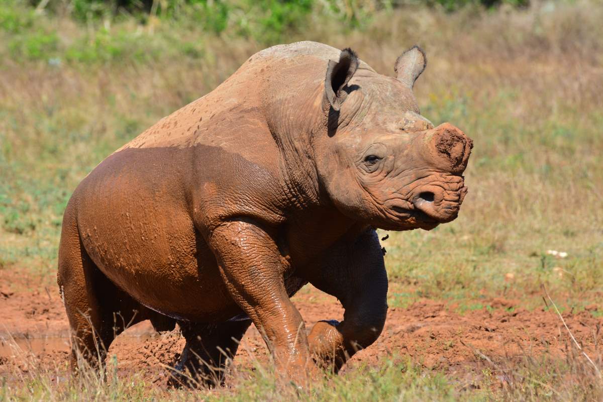 rhino no horn