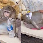 scimmia obesa mercato bangkok