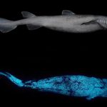 squali fluorescenti