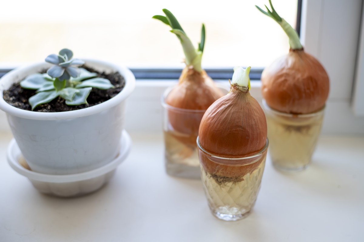 coltivazione cipolle bicchiere