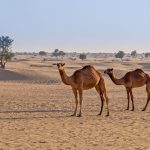 deserto cammelli
