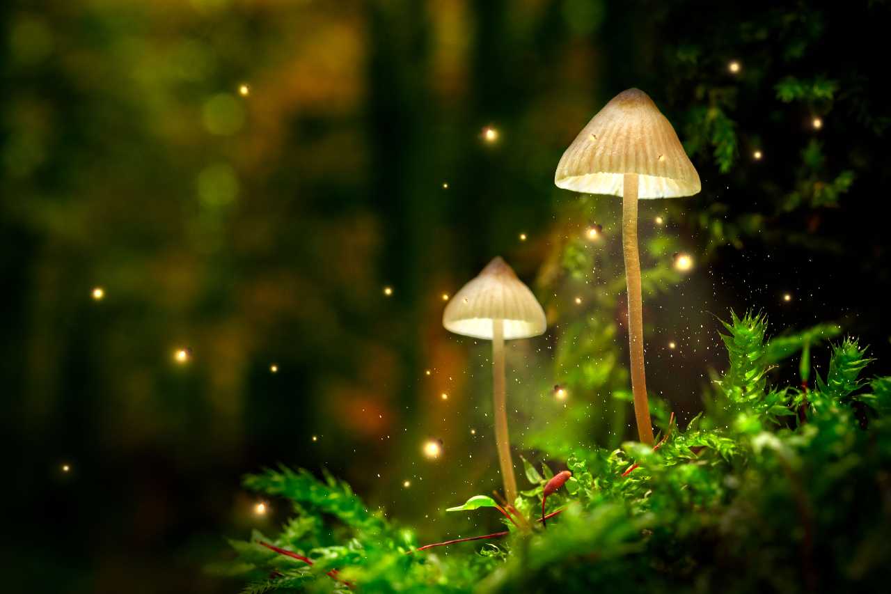 funghi che salvano il mondo 6 modi