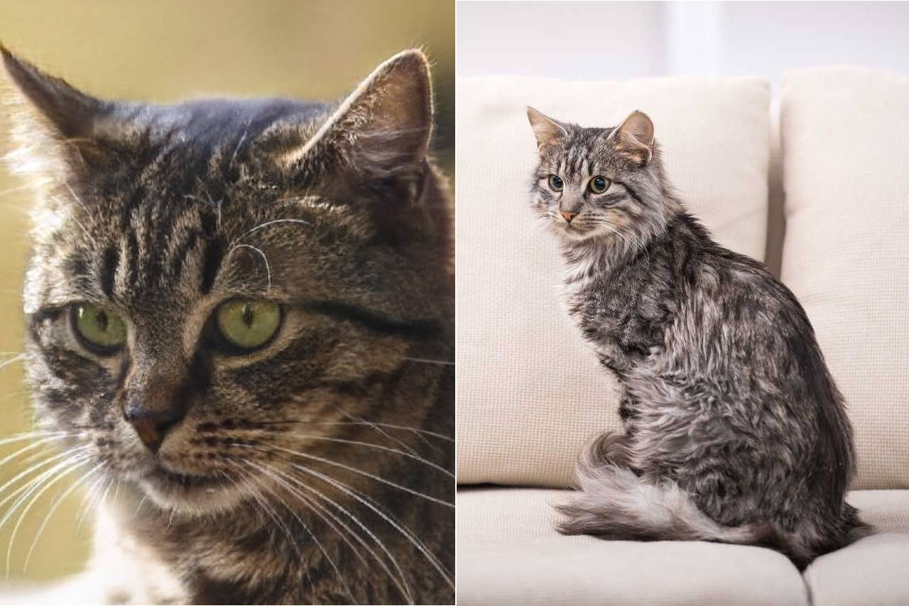 gatti creati dall'intelligenza artificiale