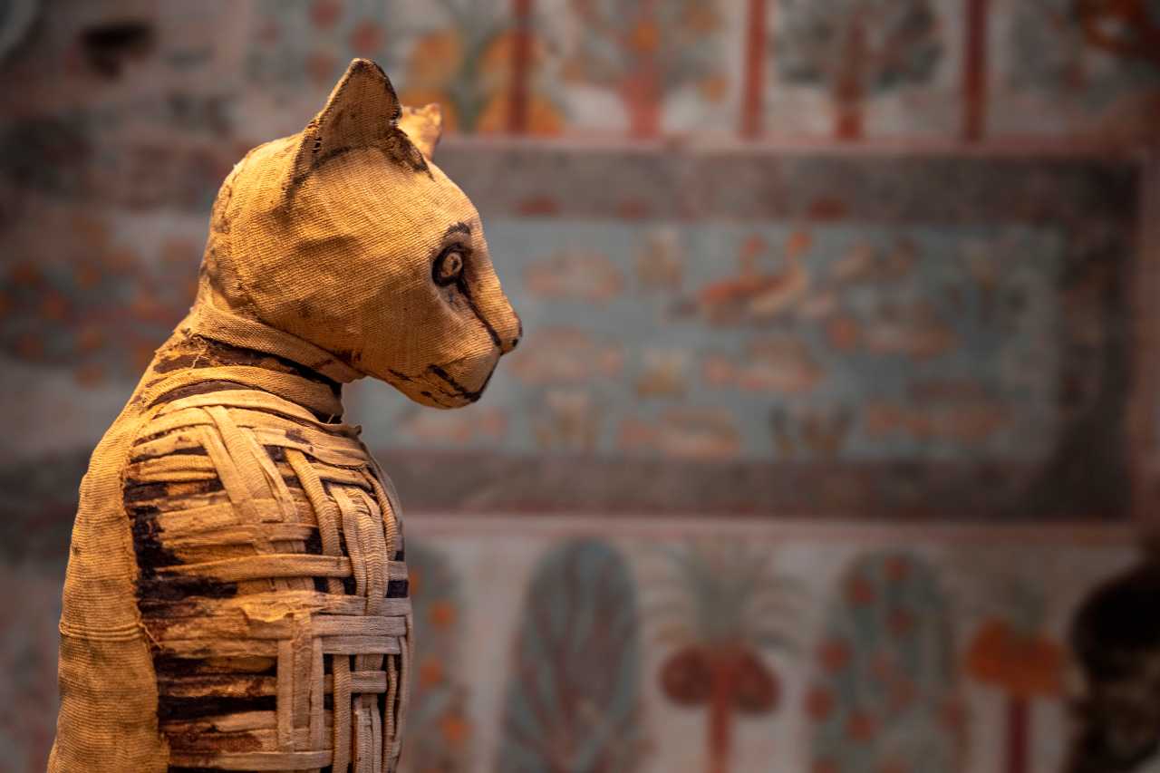 gatti ossessione macabra antichi egizi
