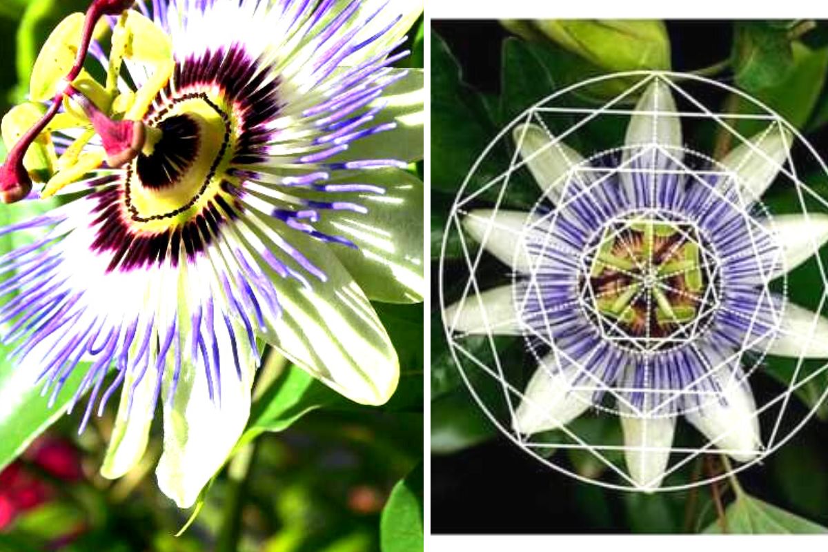 passiflora fibonacci