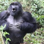 Perché i gorilla si battono il petto