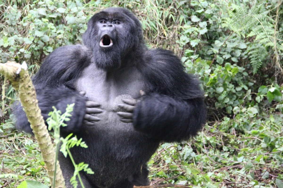 Perché i gorilla si battono il petto