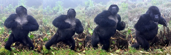 gorilla si battono il petto