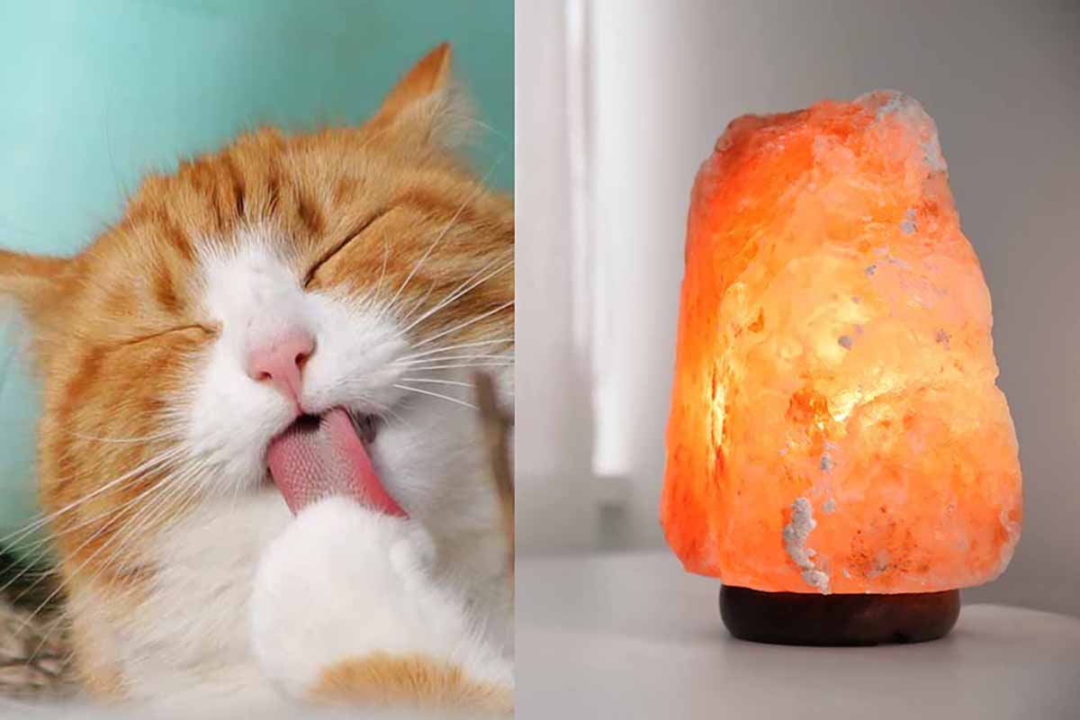 lampada di sale pericolosa gatti