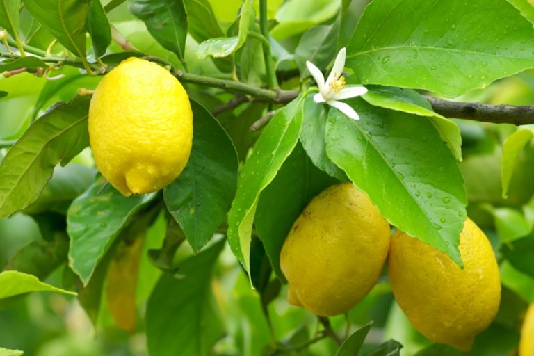 limoni albero