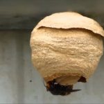 nido vespa velutina