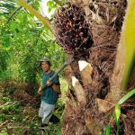 olio di palma piantagione