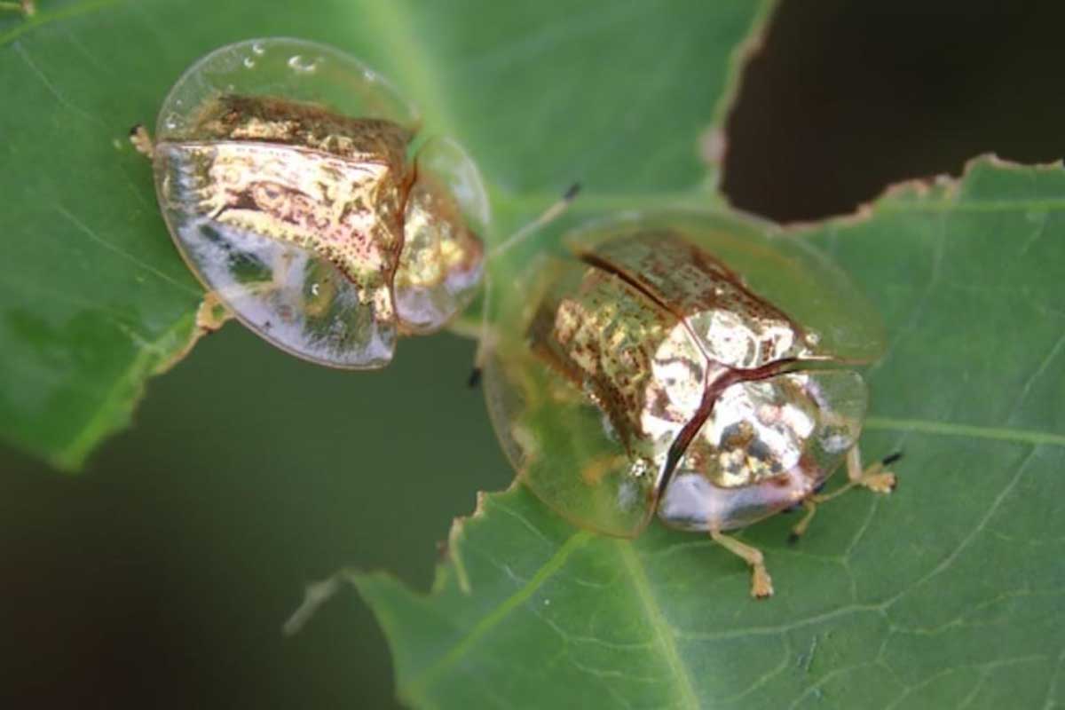 scarabeo tartaruga d'oro