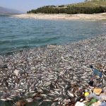 Pesci morti Libano