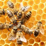 api evoluzione comportamento sociale