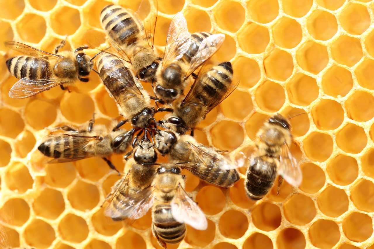 api evoluzione comportamento sociale
