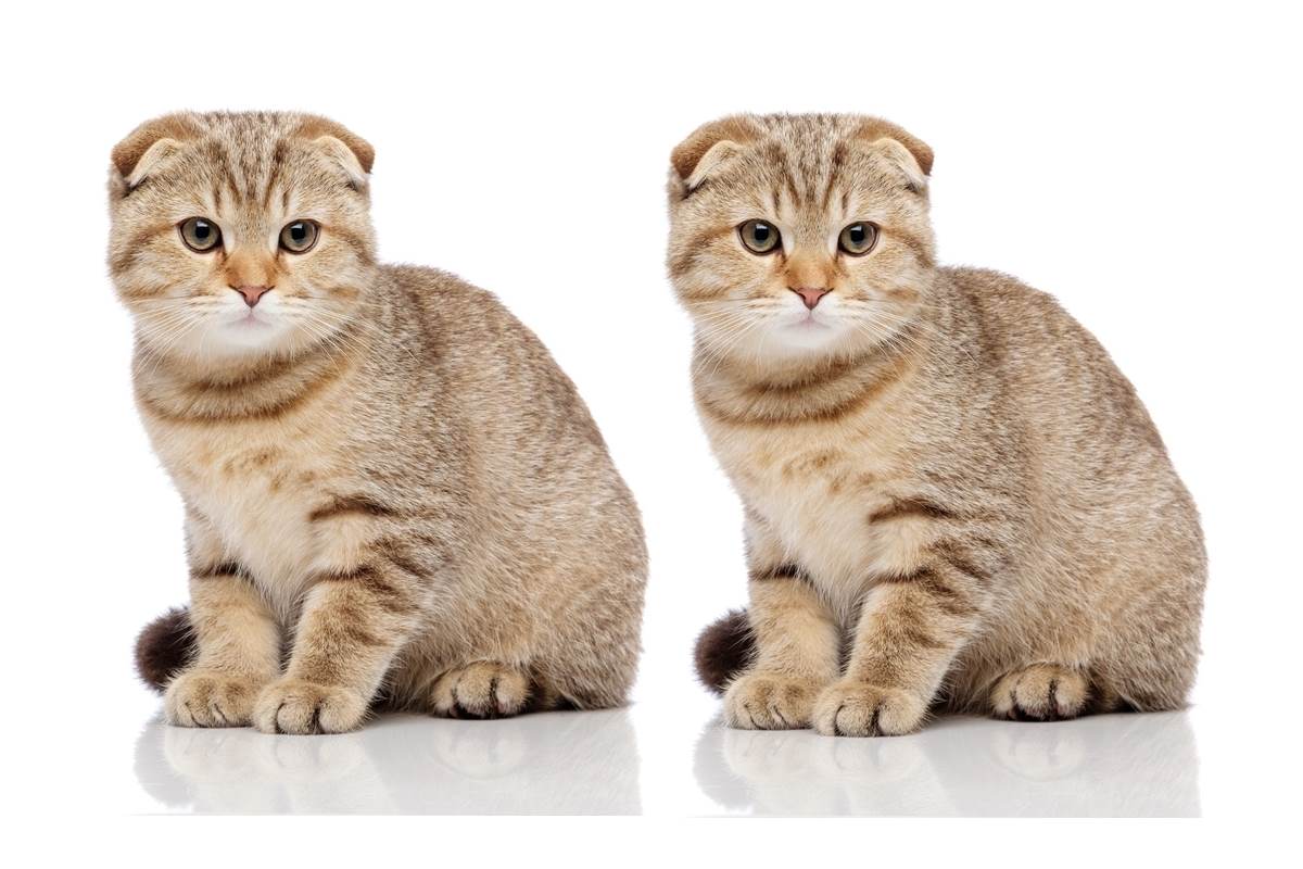 Perché non dovresti comprare i gatti Highland con le orecchie piegate (e  perché il Belgio li ha vietati) - greenMe