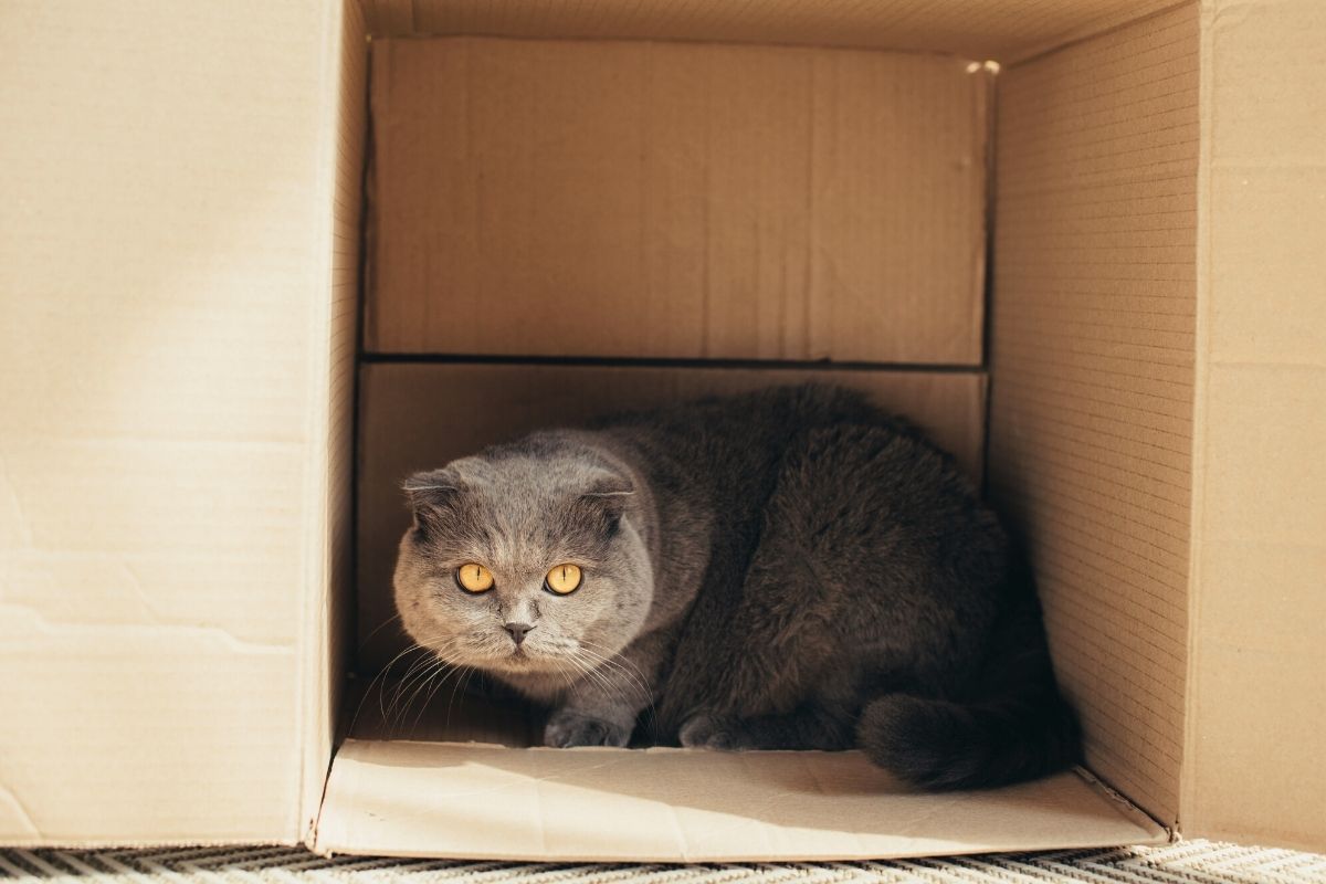 Gatto scatola