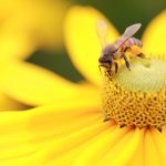 giornata mondiale api