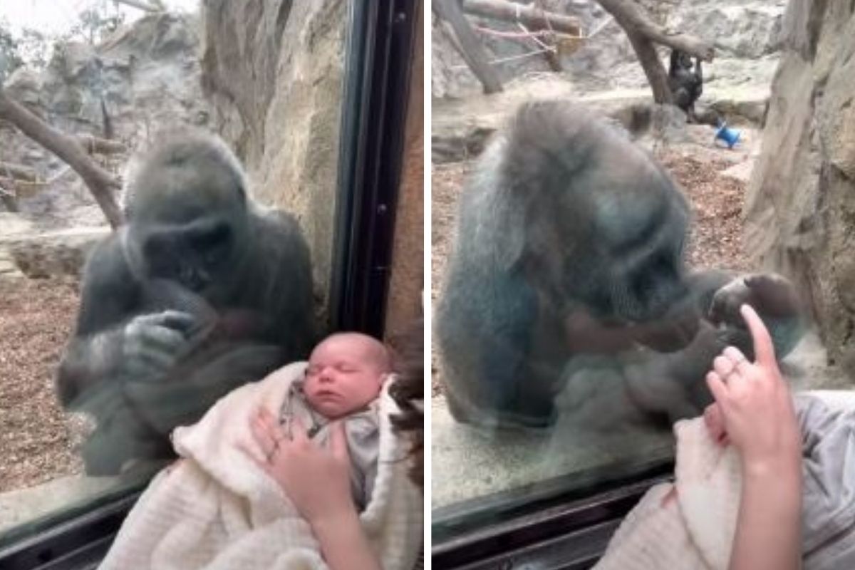 gorilla mamma zoo