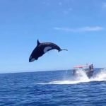 orca salto 5 metri