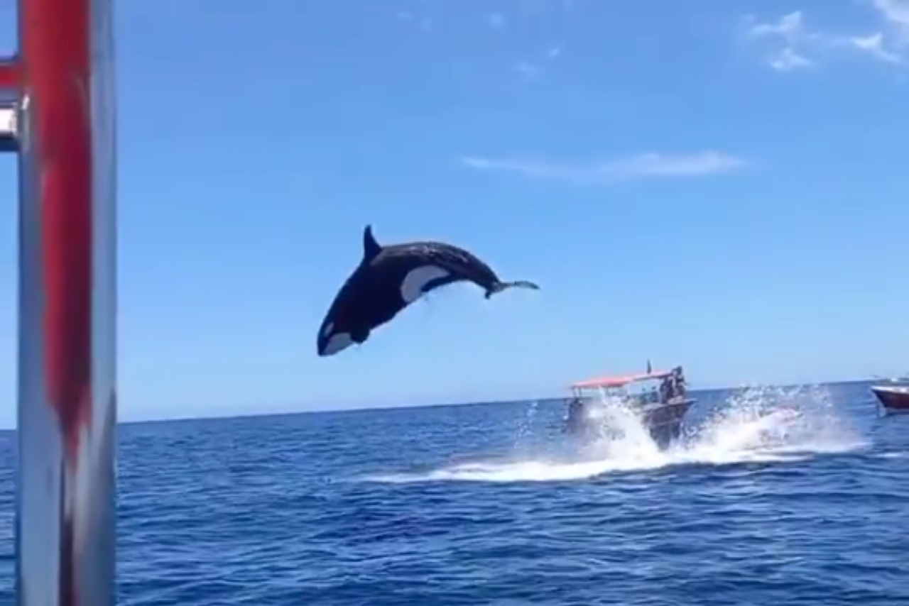 orca salto 5 metri