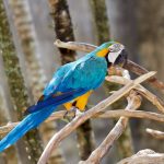 pappagallo ara blu